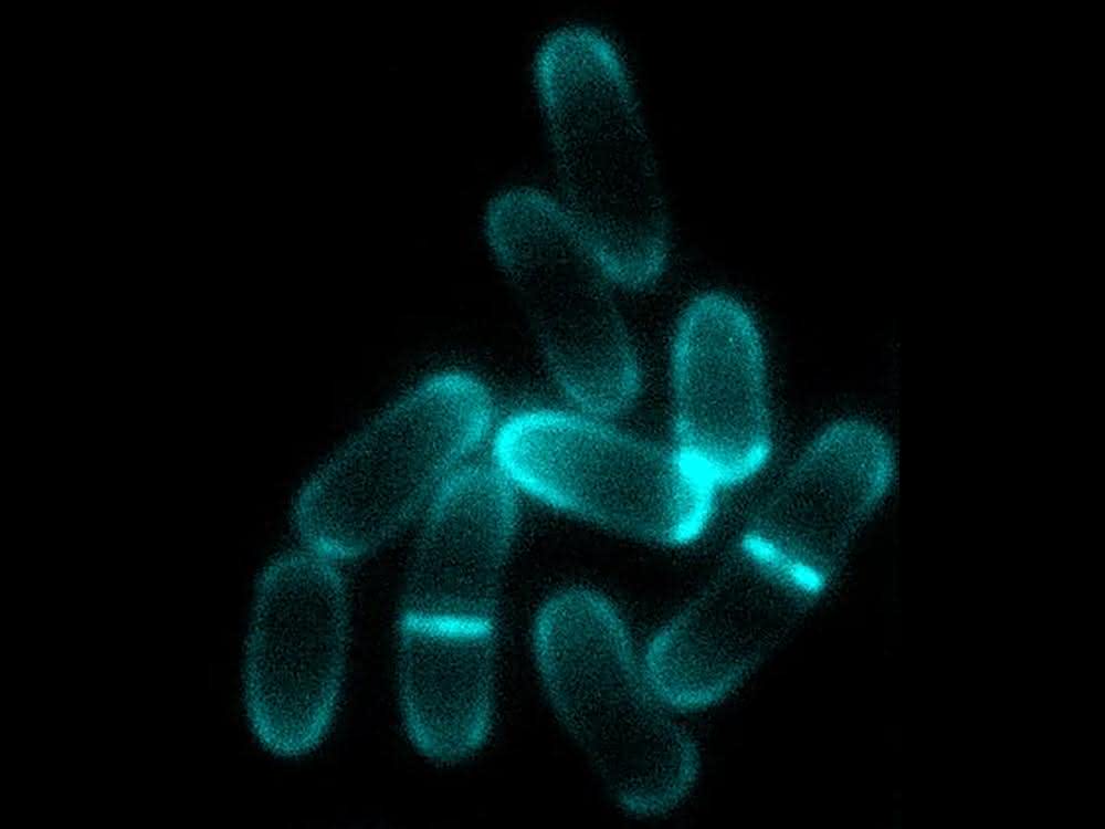 Corynebacterium glutamicum Mikroskopische Aufnahme