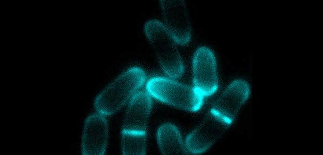 Corynebacterium glutamicum Mikroskopische Aufnahme