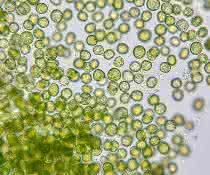 Forschungsprojekt: Bioreaktor für Mikroorganismen aus dem Lebensraum Wasser Mikroorganismen in Wasser (Chlorella)