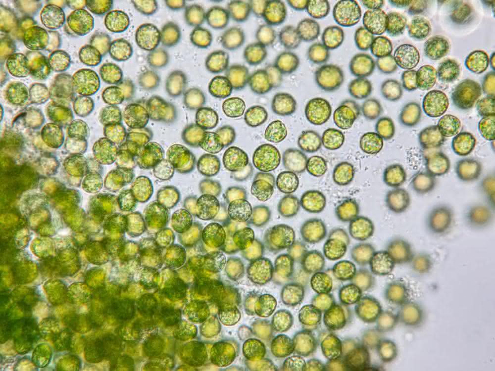 Forschungsprojekt: Bioreaktor für Mikroorganismen aus dem Lebensraum Wasser Mikroorganismen in Wasser (Chlorella)