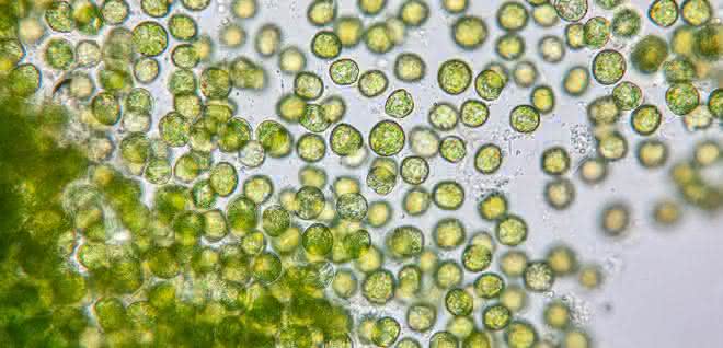 Forschungsprojekt: Bioreaktor für Mikroorganismen aus dem Lebensraum Wasser Mikroorganismen in Wasser (Chlorella)