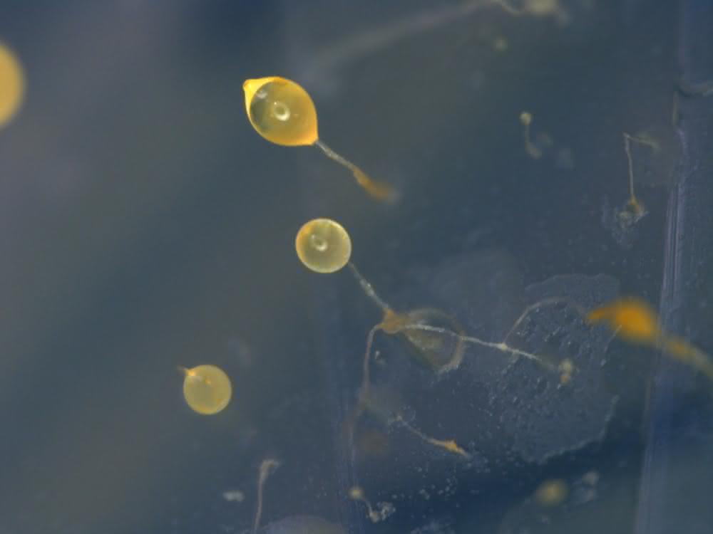 Biosynthese mit Amöben: Verfahren zur Herstellung von Polyketiden entwickelt Biosynthese mit Amöben: Verfahren zur Herstellung von Polyketiden entwickelt