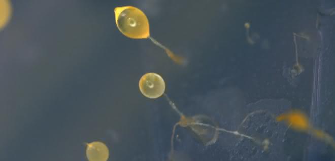 Biosynthese mit Amöben: Verfahren zur Herstellung von Polyketiden entwickelt Biosynthese mit Amöben: Verfahren zur Herstellung von Polyketiden entwickelt