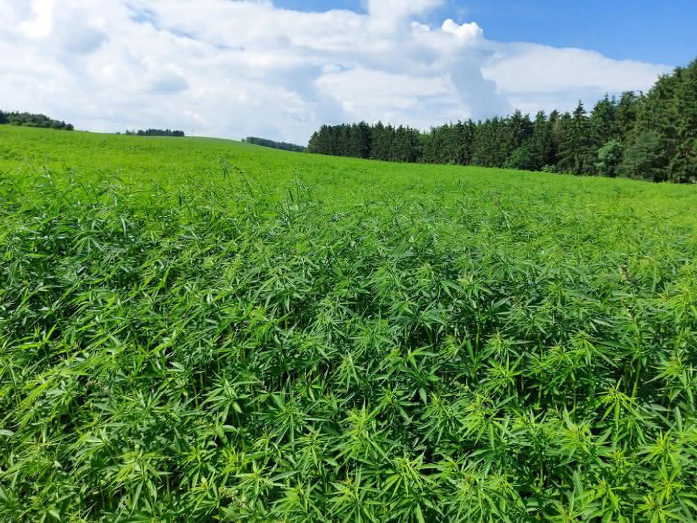 Cannabispflanzen
