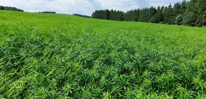 Biosynthese mit Amöben: Verfahren zur Herstellung von Polyketiden entwickelt Cannabispflanzen