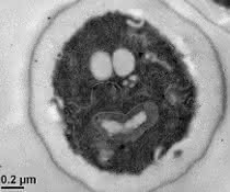 Hefe gekürt: Mikrobe des Jahres 2022 Zelle der Hefe Saccharomyces cerevisiae mit sichtbaren Zellorganellen