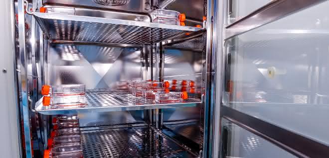Blick in einen Labor-Brutschrank