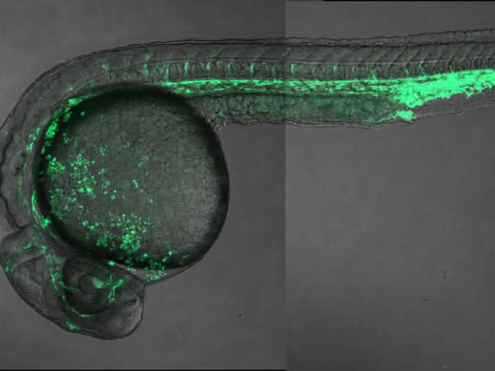 Zebrafisch-Embryo