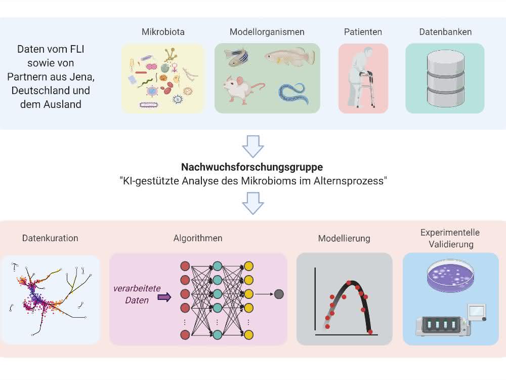 Datenanalysemethoden für die Mikrobiomforschung: Zusammenhang von Mikrobiom und Alternsprozess Schema zum wissenschaftlichen Konzept