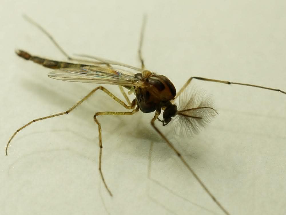 Zuckmücke Chironomus riparius