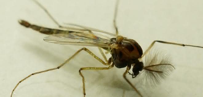 Zuckmücke Chironomus riparius