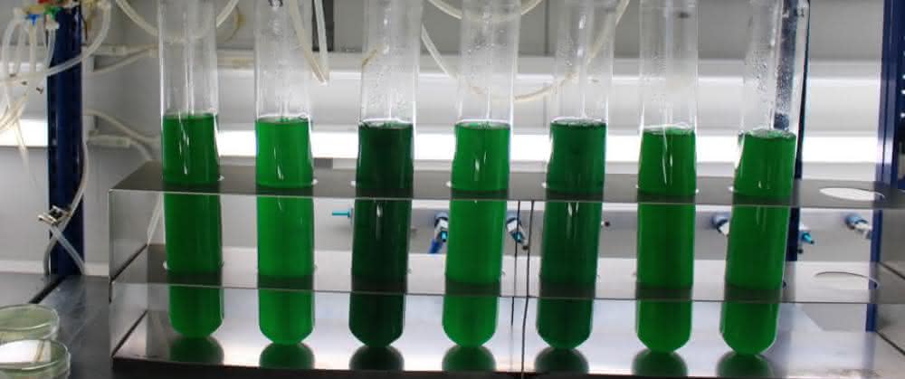 Photobioreaktoren: Labor-Anzucht von Cyanobakterien in mit Luft begasten Röhren. Photobioreaktoren