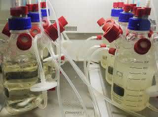 Bioreaktorsystem: Mikrobielle Gemeinschaften durch Massentransfer stabilisieren Loop-Bioreaktor-System aus sechs Bioreaktoren