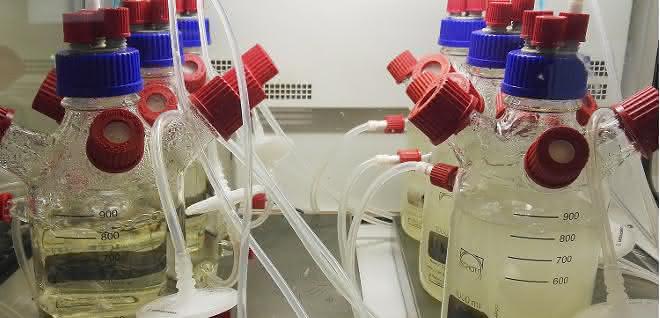 Bioreaktorsystem: Mikrobielle Gemeinschaften durch Massentransfer stabilisieren Loop-Bioreaktor-System aus sechs Bioreaktoren