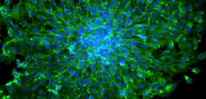 Von der Einzelzelle bis zum Organoid: Prozessketten zur Isolation und Analyse