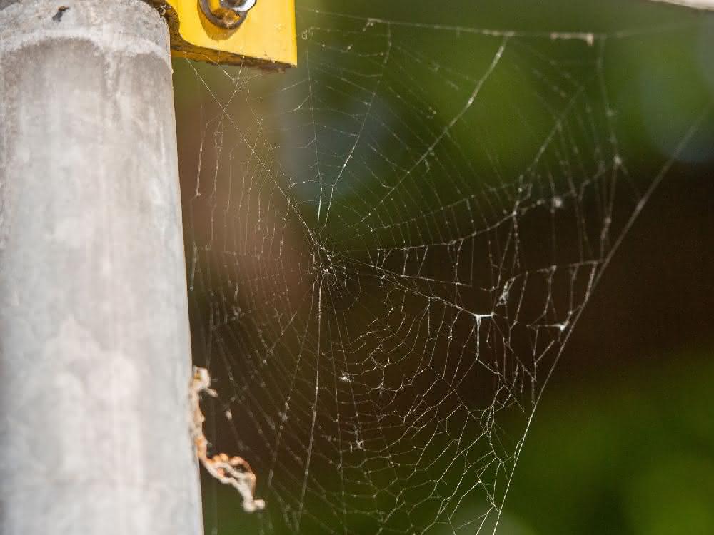 Umweltanalytik mit GC-MS: Mikroplastik mit Spinnennetzen fangen Spinnennetz in der Stadt