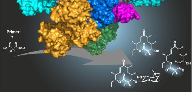 Antibiotika aus Naturstoffen: Chemoenzymatische Synthese von fluorierten Polyketiden Grafik zum Verfahren zur Fluorierung mit Hilfe eines Enzyms