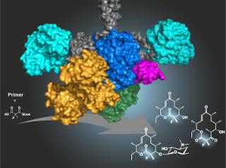 Antibiotika aus Naturstoffen: Chemoenzymatische Synthese von fluorierten Polyketiden Grafik zum Verfahren zur Fluorierung mit Hilfe eines Enzyms