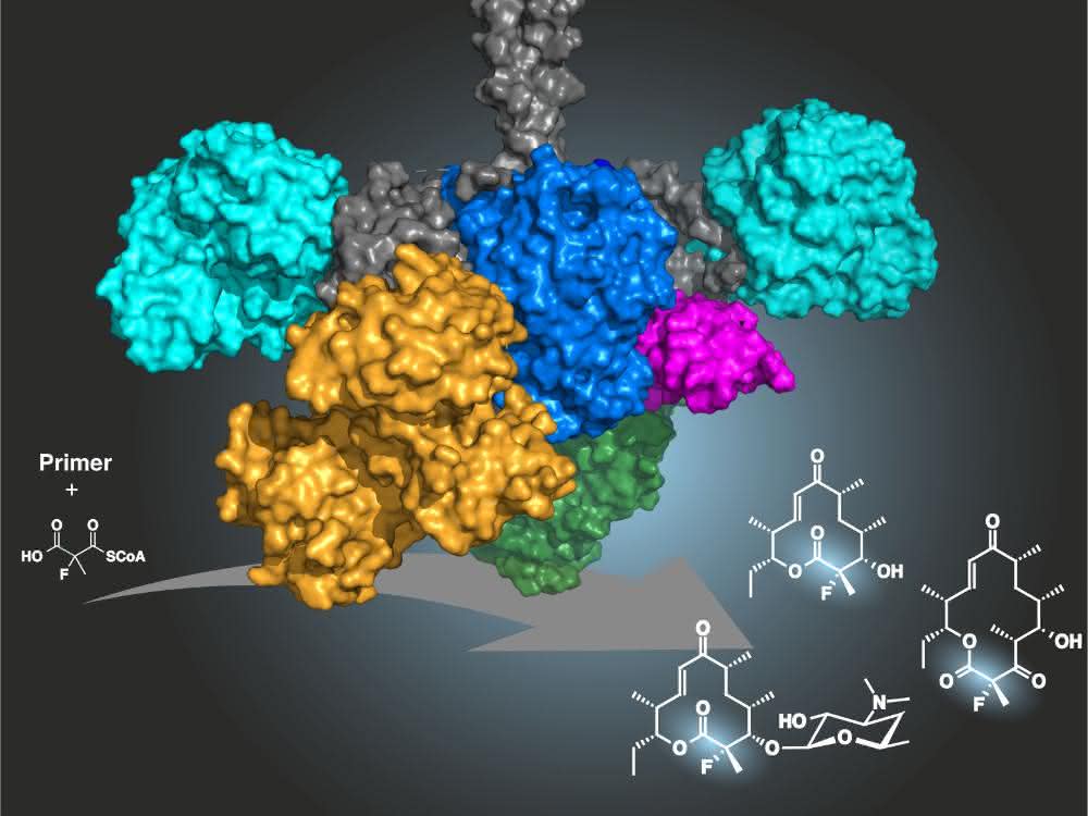 Antibiotika aus Naturstoffen: Chemoenzymatische Synthese von fluorierten Polyketiden Grafik zum Verfahren zur Fluorierung mit Hilfe eines Enzyms
