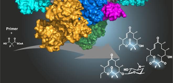 Antibiotika aus Naturstoffen: Chemoenzymatische Synthese von fluorierten Polyketiden Grafik zum Verfahren zur Fluorierung mit Hilfe eines Enzyms