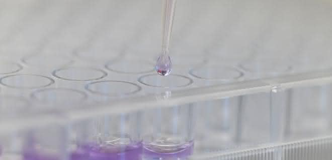 In-vitro-Assay