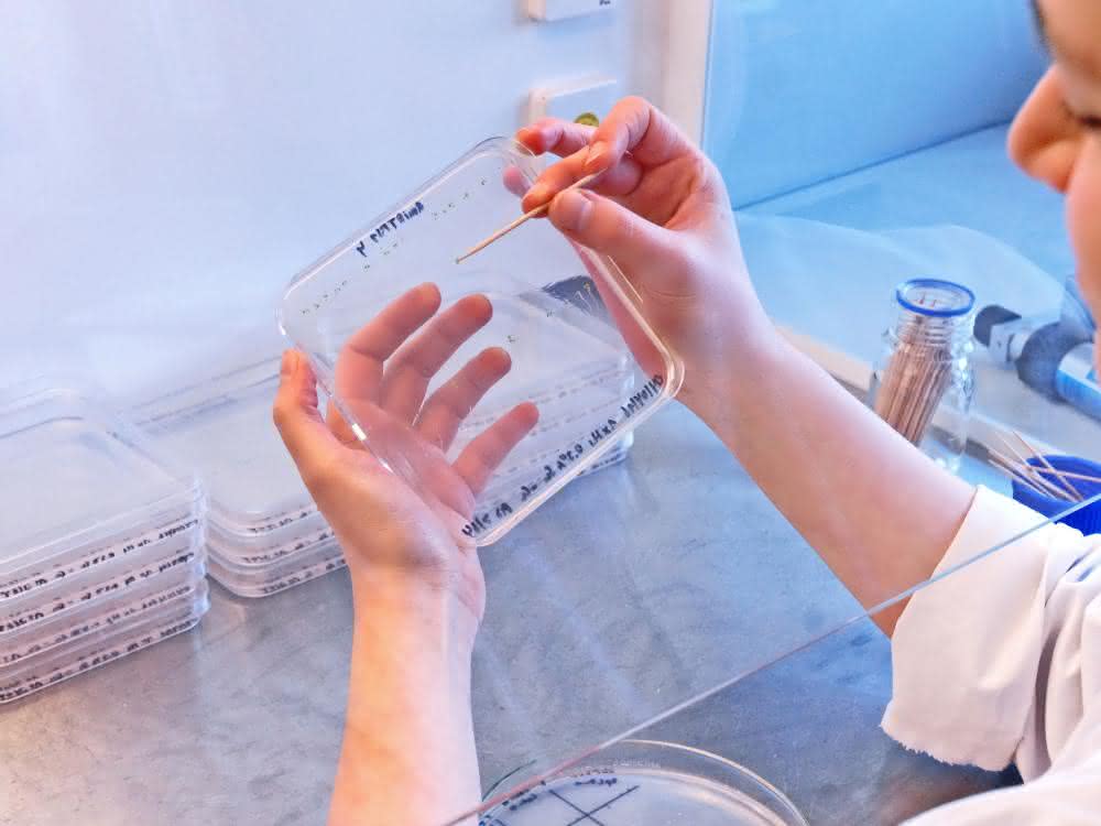 Pflanzenforschung: Zuckerverwertung bei Arabidopsis untersucht