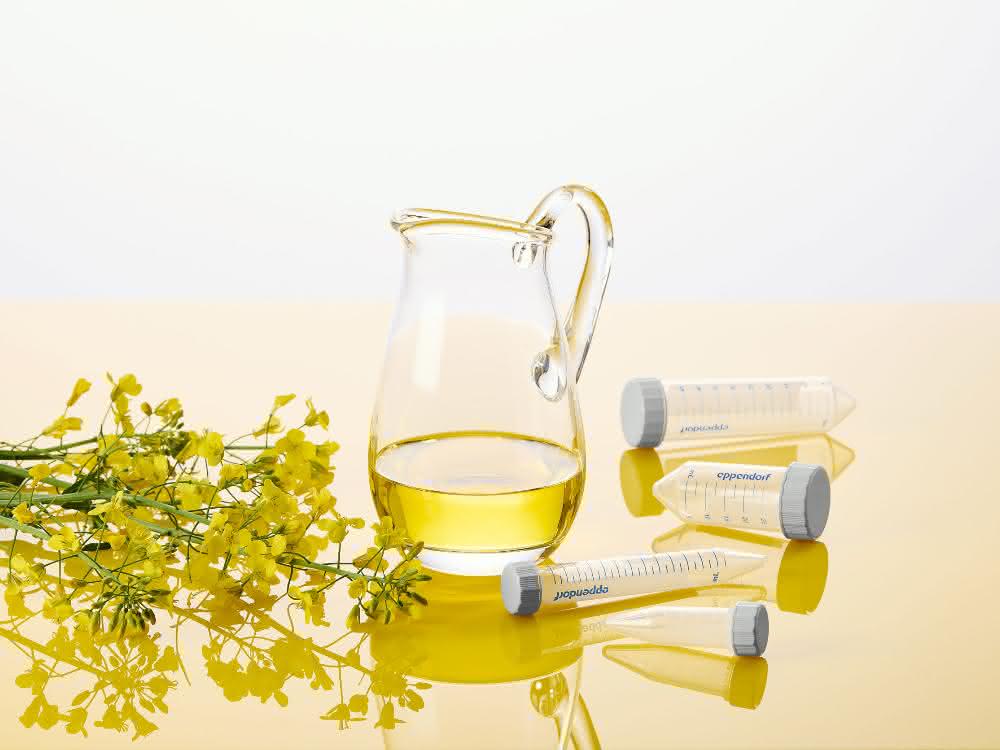 Rapsblüten; Öl und Tubes