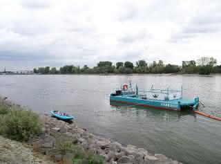 Rhine octopus