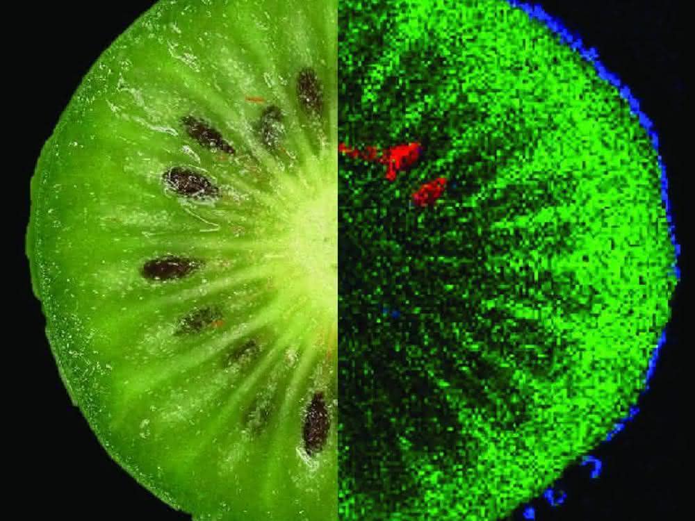 Lebensmittel untersuchen: Bildgebende Massenspektrometrie Inhaltsstoffe einer Kiwi