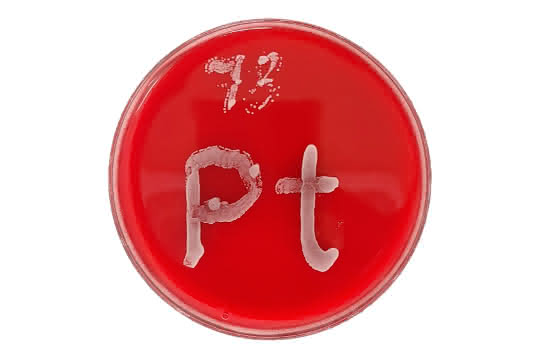 Eine Petrischale mit rotem Agar, auf dem ein Pilzstrang wächst (hier gezielt angesetzt in der Form des Elementsymbols für Platin).