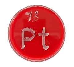 Eine Petrischale mit rotem Agar, auf dem ein Pilzstrang wächst (hier gezielt angesetzt in der Form des Elementsymbols für Platin).