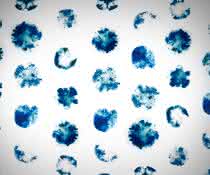 CRISPR-Cas-System eines Bakteriums: Gen-Hemmung statt Gen-Schere