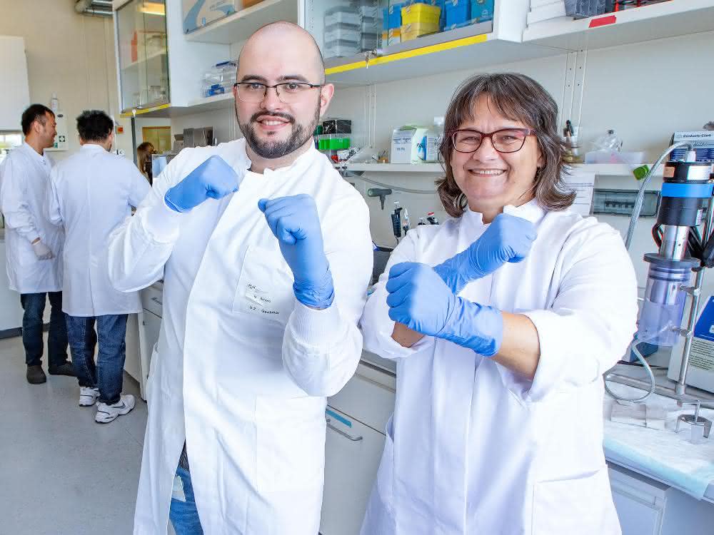 Virologie: Protein MxB greift Kapsid des Herpesvirus an