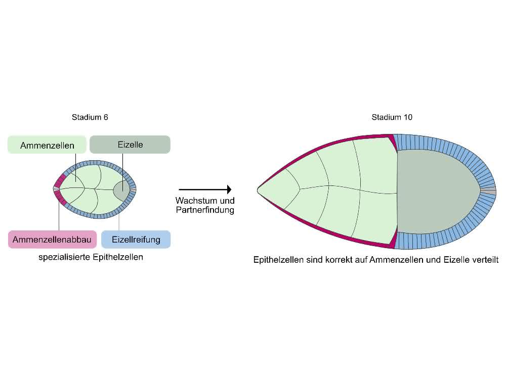 Affinität zwischen Zellen steuert komplexe Entwicklungsprozesse: Prozesse bei der Eizellentwicklung untersucht Illustration von Drosophila-Eikammern in verschiedenen Stadien