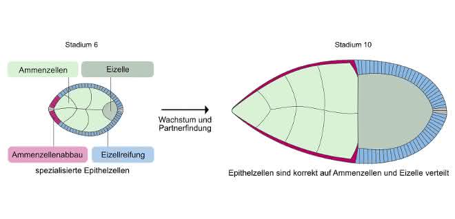 Affinität zwischen Zellen steuert komplexe Entwicklungsprozesse: Prozesse bei der Eizellentwicklung untersucht Illustration von Drosophila-Eikammern in verschiedenen Stadien