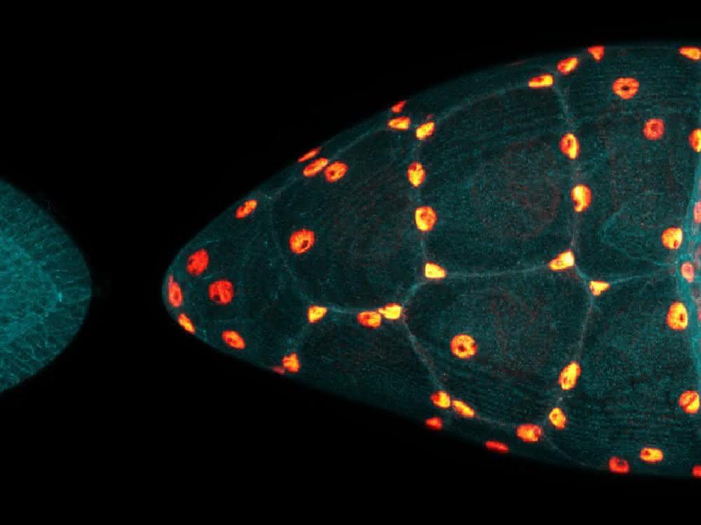 Affinität zwischen Zellen steuert komplexe Entwicklungsprozesse: Prozesse bei der Eizellentwicklung untersucht Fluoreszenzmikroskopische Aufnahmen von Drosophila-Eikammern