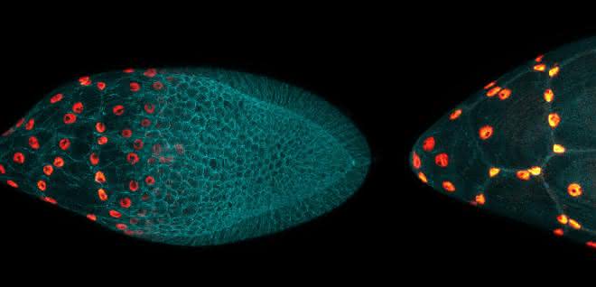 Affinität zwischen Zellen steuert komplexe Entwicklungsprozesse: Prozesse bei der Eizellentwicklung untersucht Fluoreszenzmikroskopische Aufnahmen von Drosophila-Eikammern