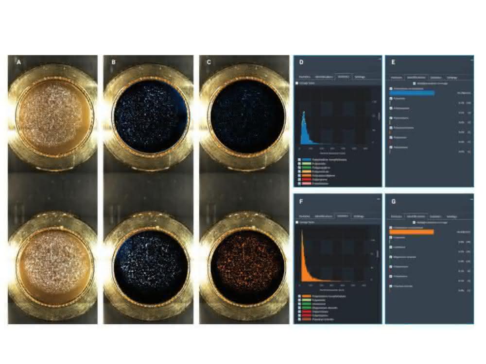 Proben auf goldbeschichteten Polyestermembranfiltern