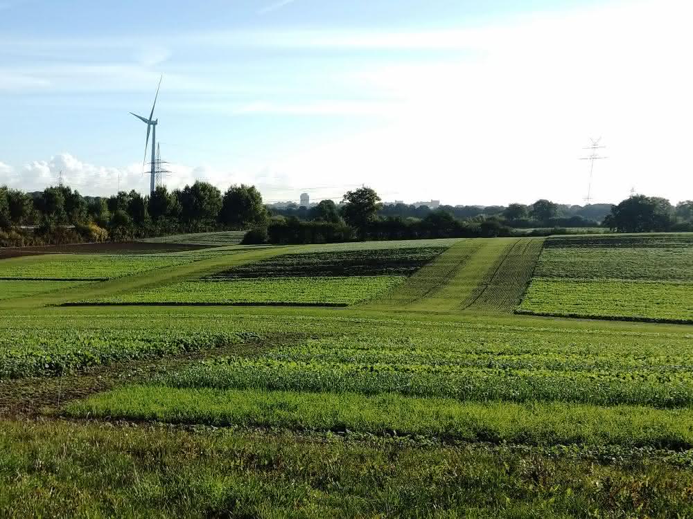 Landschaft (Landwirtschaftlich genutzte Fläche)