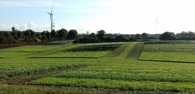 Landschaft (Landwirtschaftlich genutzte Fläche)