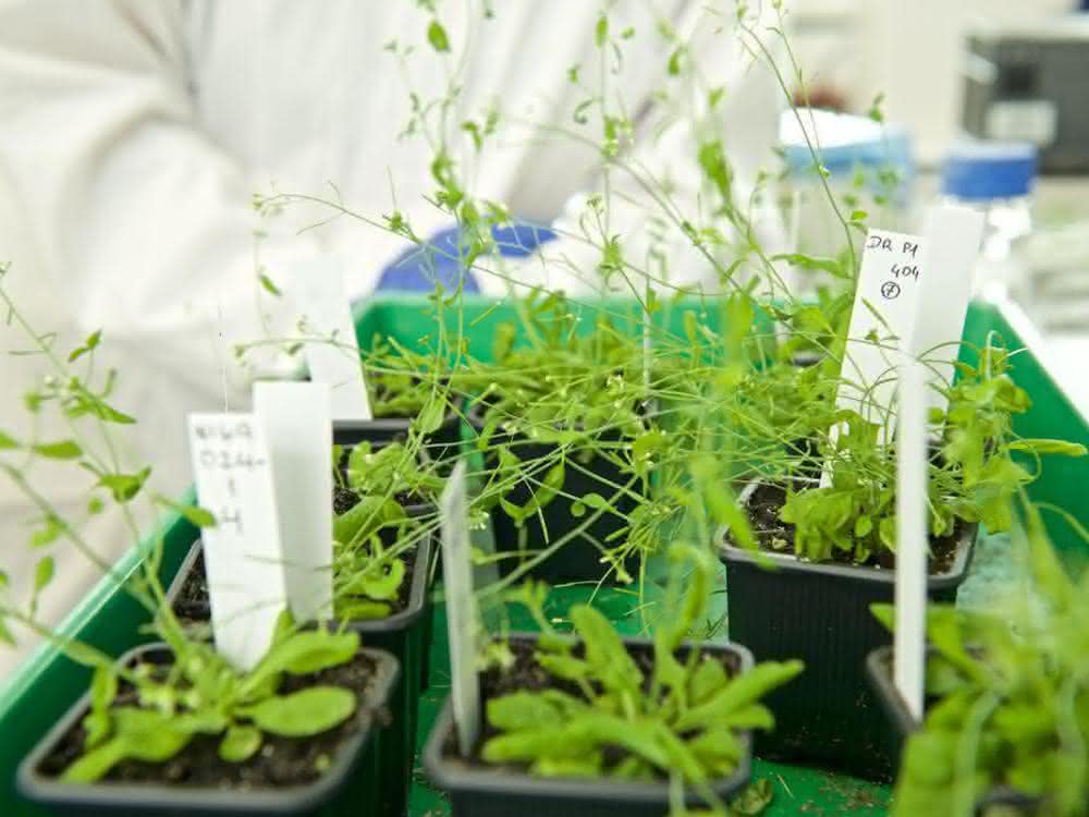 Modellpflanze Arabidopsis thaliana