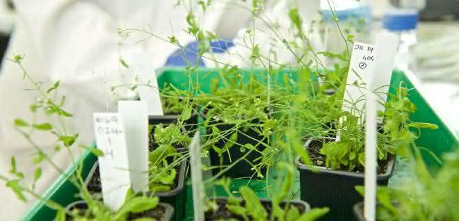 Studie zu molekularen Mechanismen: Umweltanpassung von Pflanzen Modellpflanze Arabidopsis thaliana