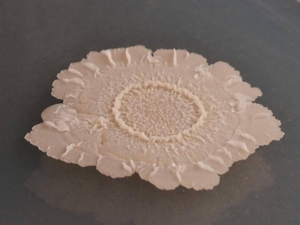 Vielseitiger Bacillus: Mikrobe des Jahres 2023