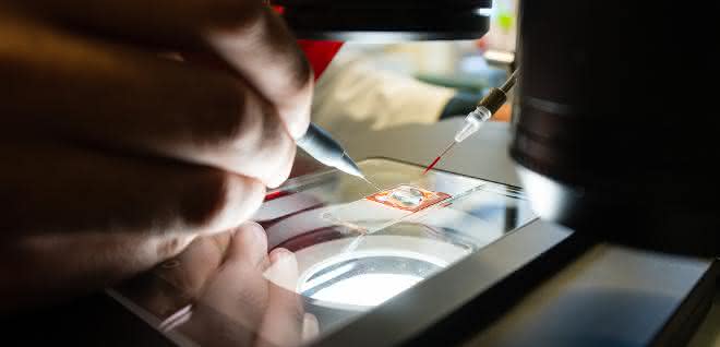 Testmodell Zebrafischlarve: Wirkstoffforschung mit bildgebenden Methoden und KI Objektträger unter derm Mikroskop/Arbeiten im Labor mit Zebrafischlarven