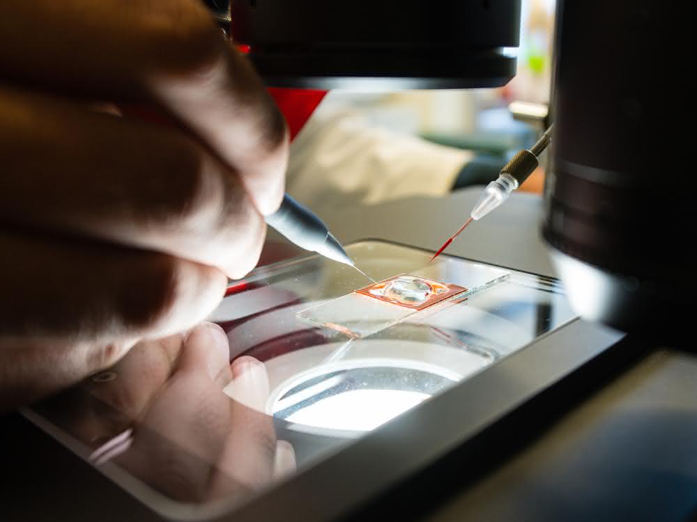 Testmodell Zebrafischlarve: Wirkstoffforschung mit bildgebenden Methoden und KI Objektträger unter derm Mikroskop/Arbeiten im Labor mit Zebrafischlarven