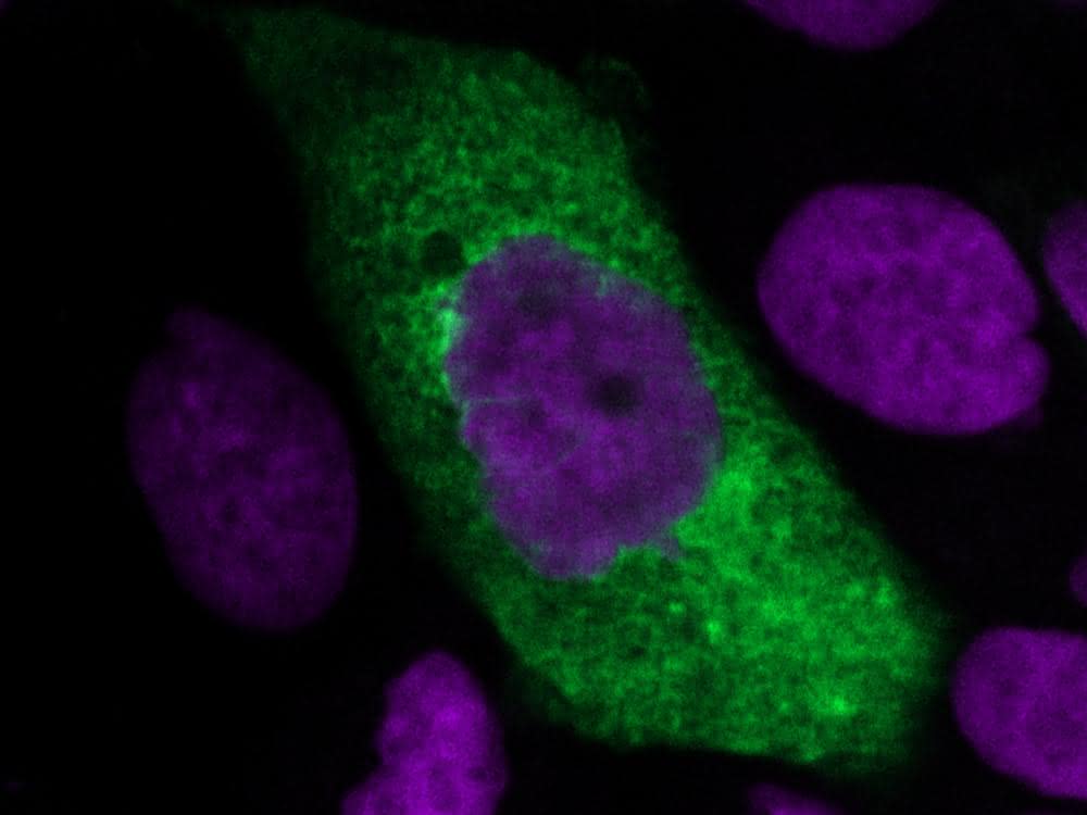 Naturstoffe in der Wirkstoffforschung: Zwei Naturstoffklassen mit Wirksamkeit gegen RNA-Viren entdeckt Naturstoffe in der Wirkstoffforschung: Zwei Naturstoffklassen mit Wirksamkeit gegen RNA-Viren entdeckt