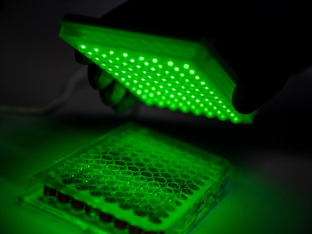 Biophysikalische Chemie: Bakterien und Viren mit leuchtenden Nanoröhren nachweisen Biophysikalische Chemie: Bakterien und Viren mit leuchtenden Nanoröhren nachweisen